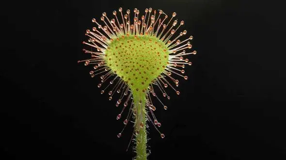 ببینید / فیلم وحشتناک از بلعیدن موجود زنده توسط گیاه گوشت خوار