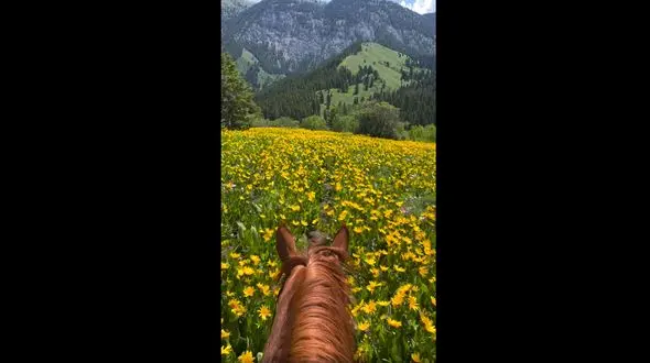 زیباترین محل عبور اسب + فیلم