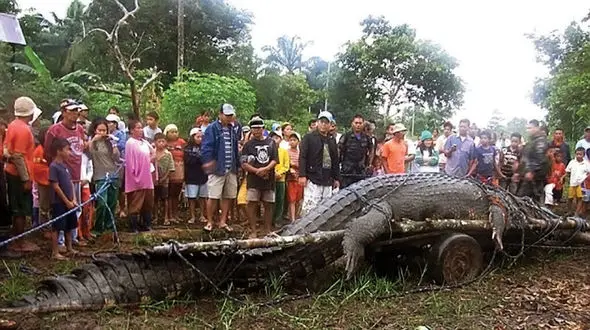 ببینید / اعدام تمساح قاتل 