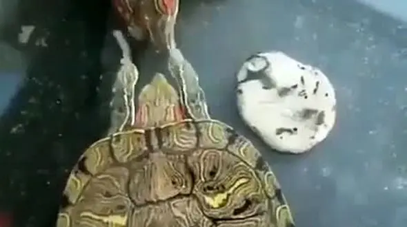 عشق بازی عجیب 2 لاک‌ پشت را ببیند + فیلم