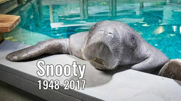 مرگ پیرترین گاو دریایی در اسارت!