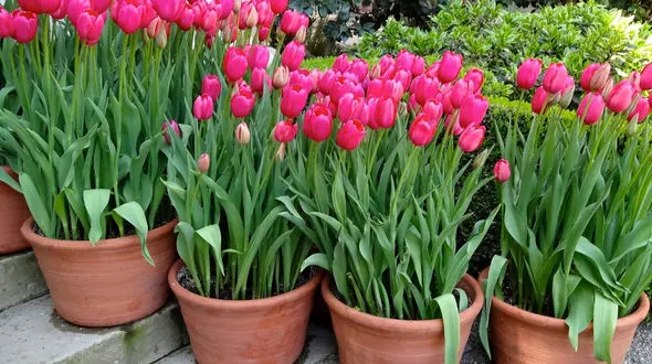 مراحل کاشت گل لاله