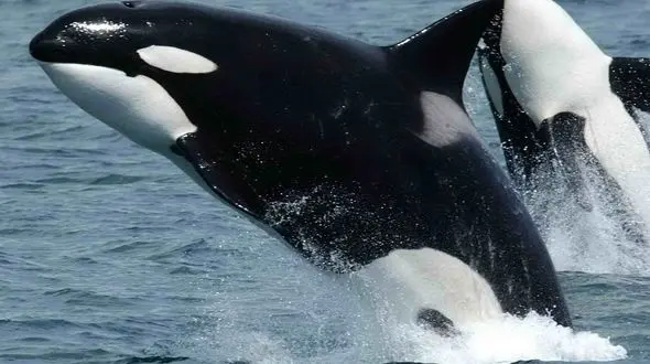 طبیعت در دو قاب / آرامش فیل و شکار نهنگ