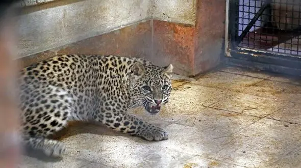 حال ناخوش پلنگ ایرانی باغ وحش ارم / آخرین وضعیت "ماوی"