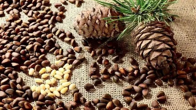 چلغوز (1)