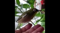 غذا خوردن پرنده روی دست + فیلم