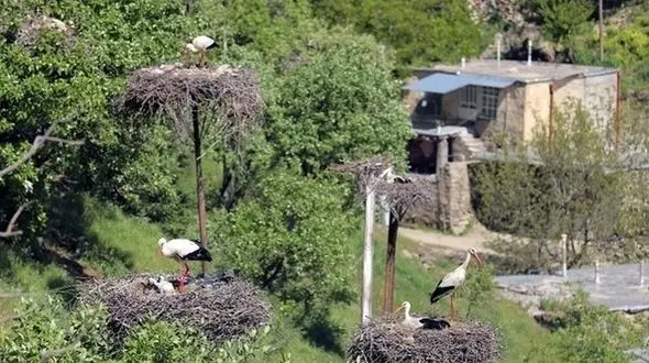 زیستگاه لک‌لک‌ها درروستای دره‌تفی کردستان ثبت ملی شد