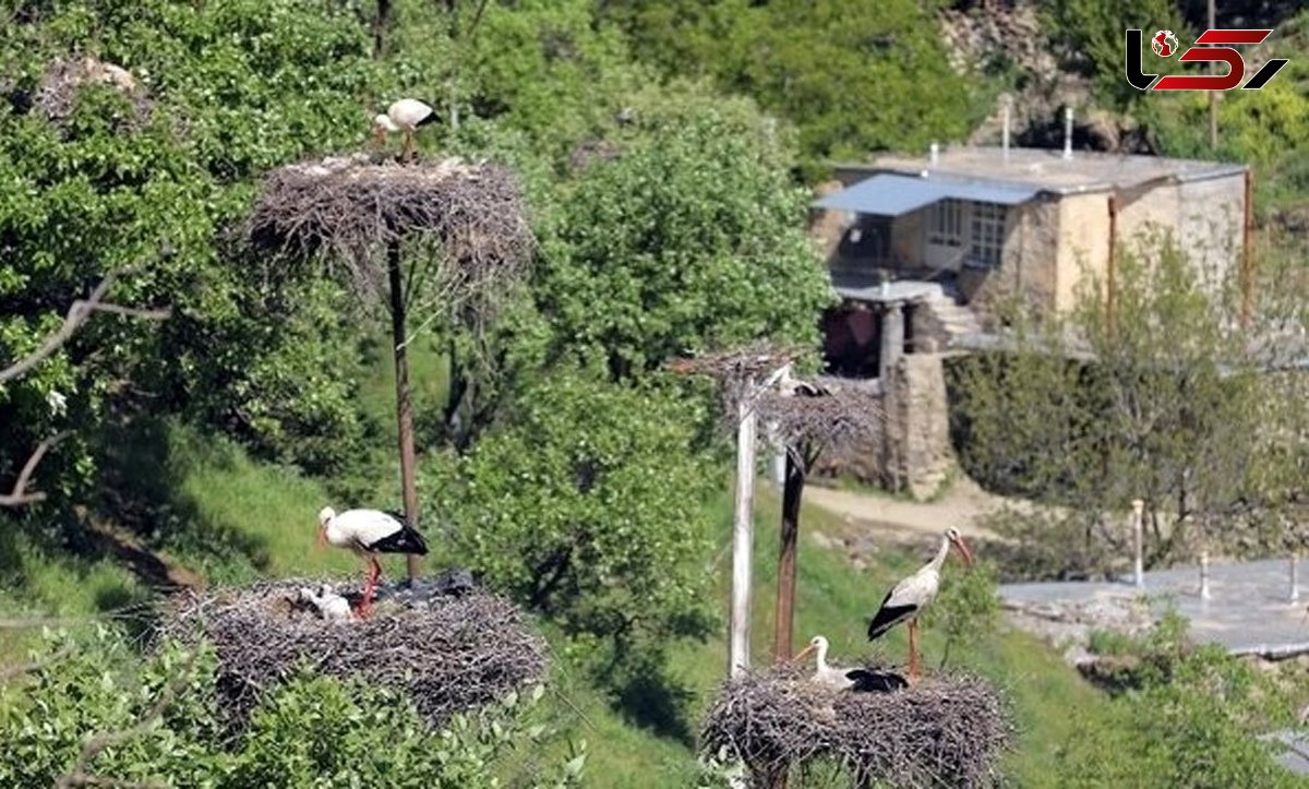 زیستگاه لک‌لک‌ها درروستای دره‌تفی کردستان ثبت ملی شد