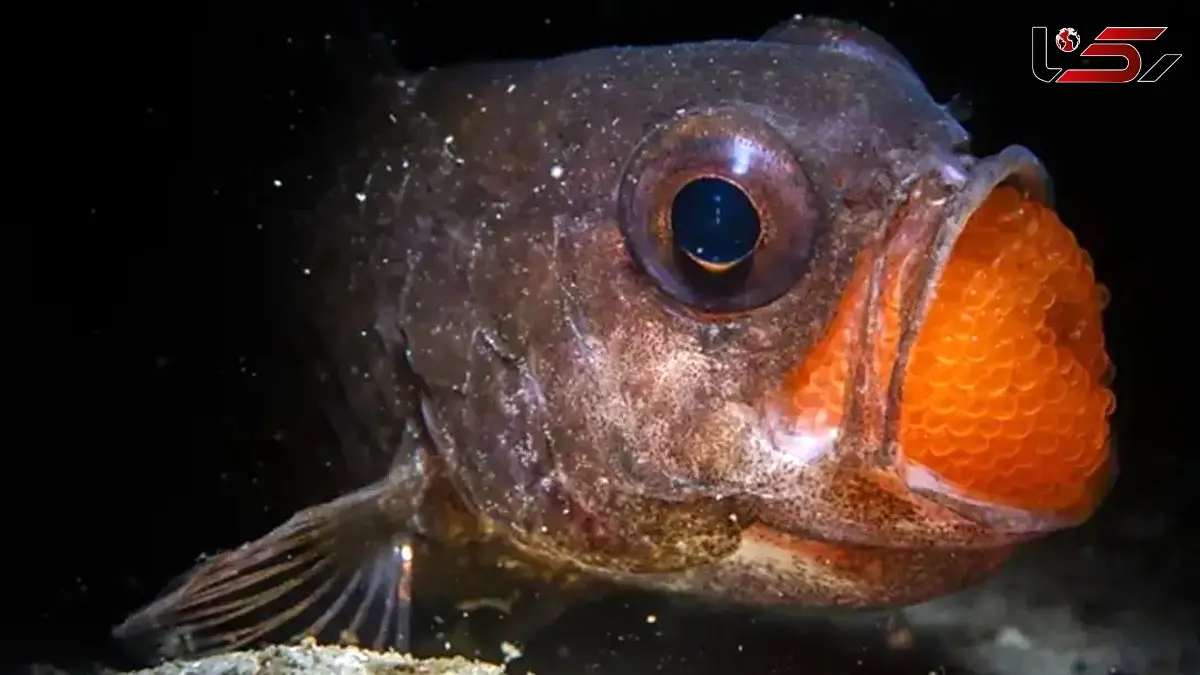 عکس‌ های نفس‌ گیر طبیعت 2025: لحظات بی‌ نظیر حیات وحش از قلب سیاره زمین