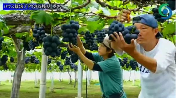 ببینید هر خوشه انگور در ژاپن چند کیلو می شود؟ + فیلم
