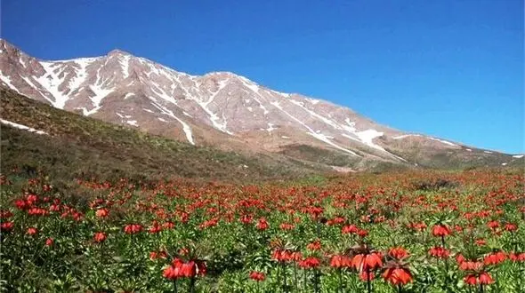 لاله های واژگون را نچینید، به سرعت میمیرند