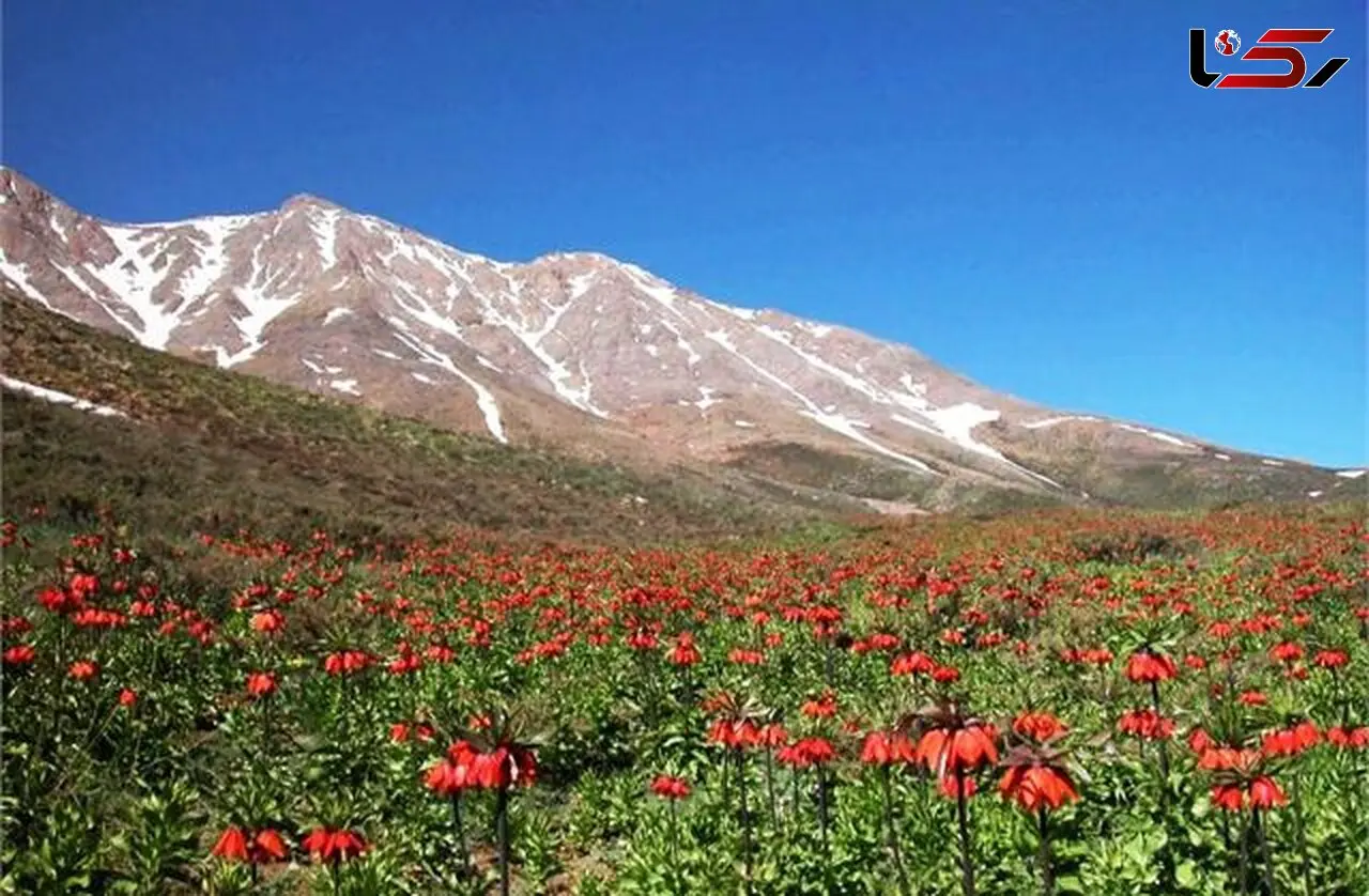 لاله های واژگون را نچینید، به سرعت میمیرند