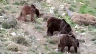 غذا خوردن خانوادگی خرس قهوه ای در منطقه شکار ممنوع سوادکوه