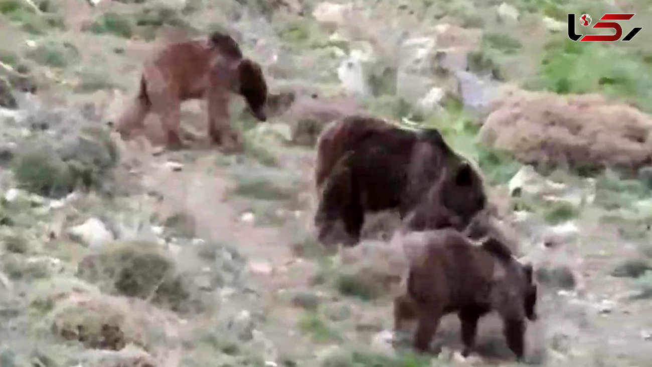 غذا خوردن خانوادگی خرس قهوه ای در منطقه شکار ممنوع سوادکوه