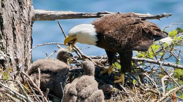 هدیه‌ای از دل رودخانه ماهی برای جوجه‌های عقاب + فیلم