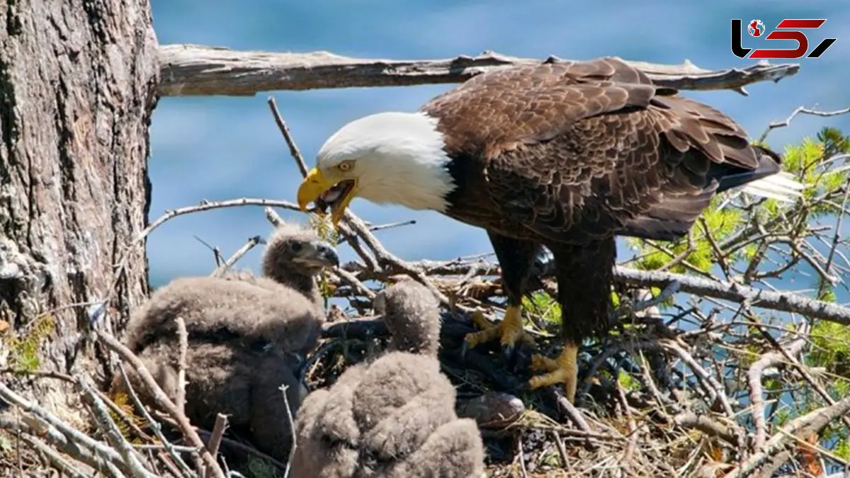 هدیه‌ای از دل رودخانه ماهی برای جوجه‌های عقاب + فیلم