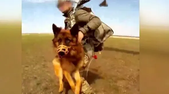 چتر نجات سگ ها هم طراحی شد 