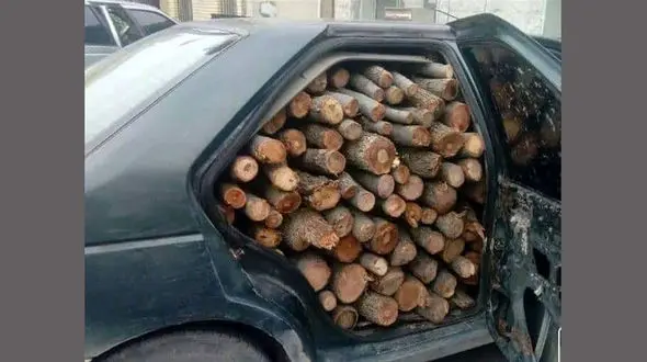 قاچاق بلوطهای قتل عام شده زاگرس با خودرو شخصی! / شبی 3 میلیون برای قاچاق + عکس