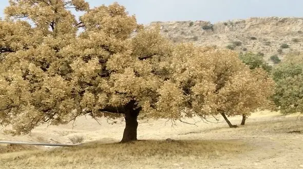 حمله 2 آفت به 60 هزار هکتار از جنگل های زاگرس در 5 ماه گذشته/ لزوم تخصیص بودجه ویژه به سازمان منابع طبیعی