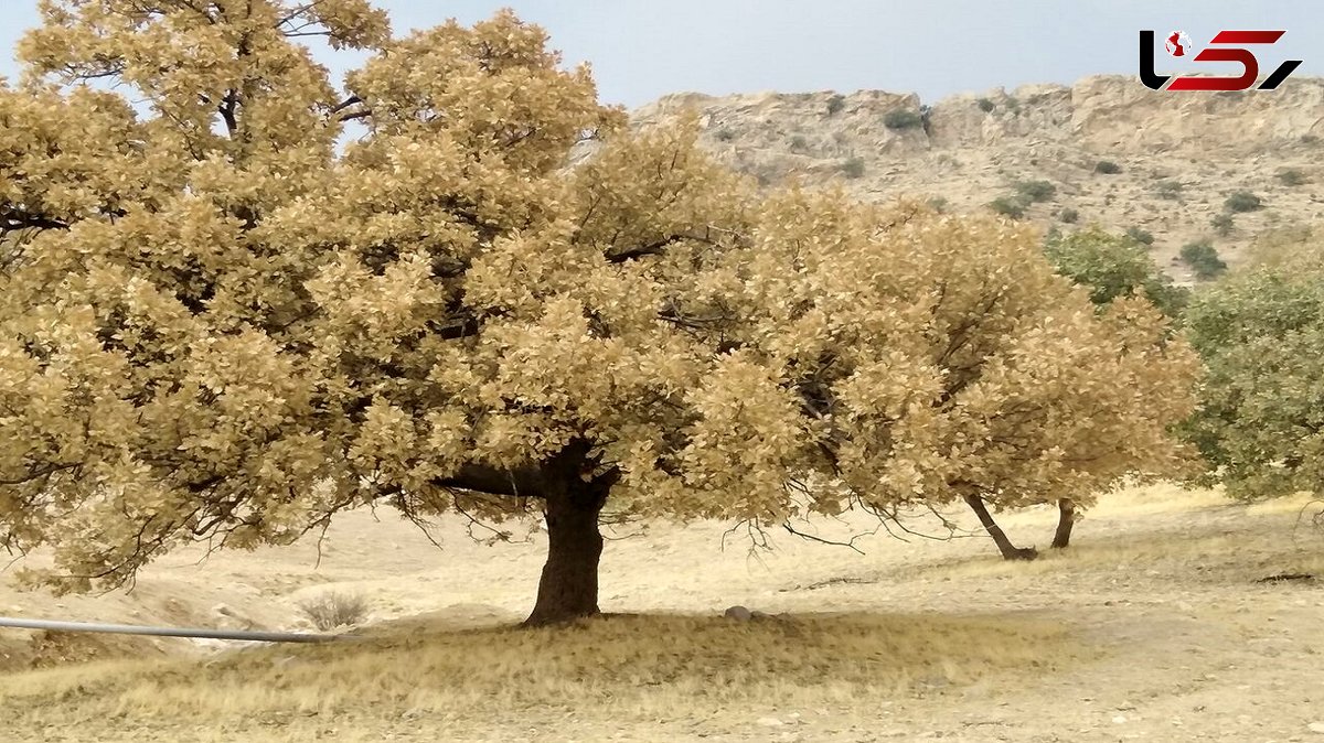 حمله 2 آفت به 60 هزار هکتار از جنگل های زاگرس در 5 ماه گذشته/ لزوم تخصیص بودجه ویژه به سازمان منابع طبیعی