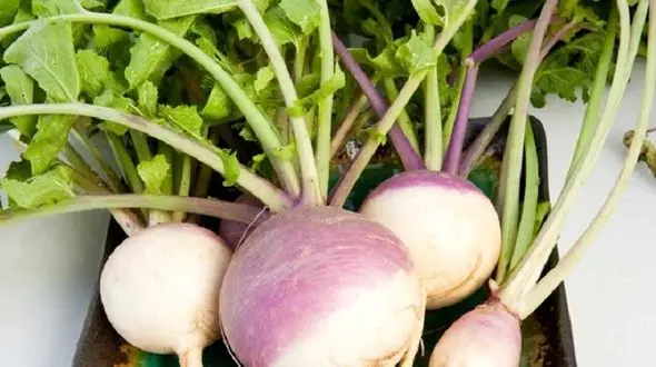 دشمن ویروس های سرماخوردگی فصلی/سبزی ماقبل تاریخ!