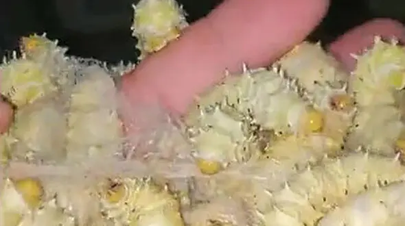 غذایی به نام لارو چه مزه ای است؟ + فیلم