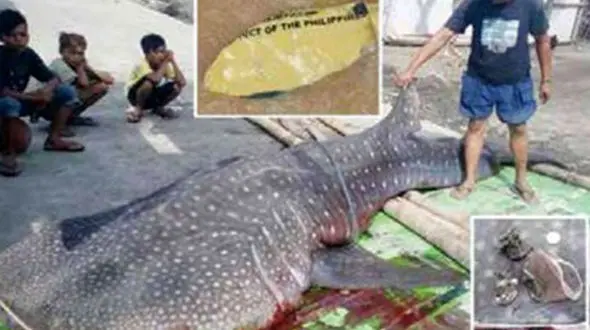 کوسه ای که سکته مغزی کرد + عکس