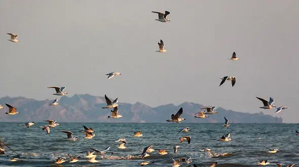  پرندگان مهاجر در تالاب کانی برازان + فیلم