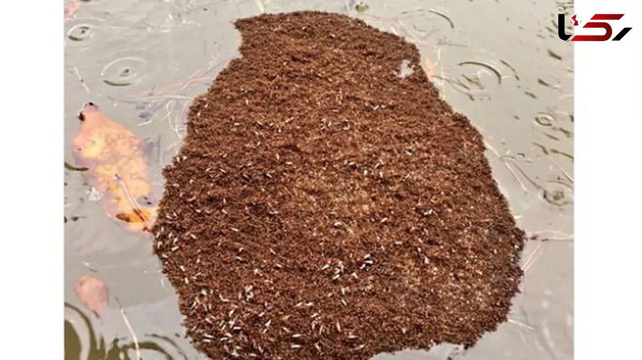 اتحاد عجیب مورچه ها پس از سیل + عکس 
