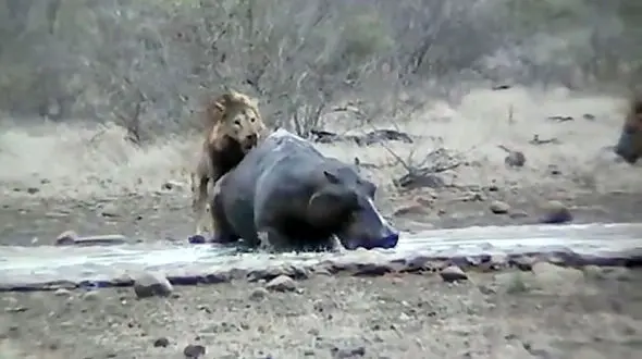 شکار اسب آبی در حمله شیر گرسنه + فیلم