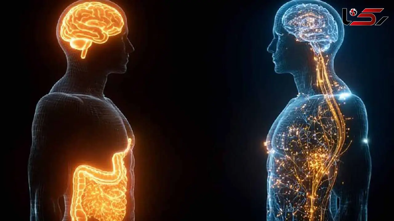 جوانسازی مغز تا چندین دهه فقط با کاهش چربی شکم
