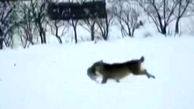 فیلم دیدنی حمله 4 گرگ به یک خرگوش بیخ گوش مردم! / خرمدره