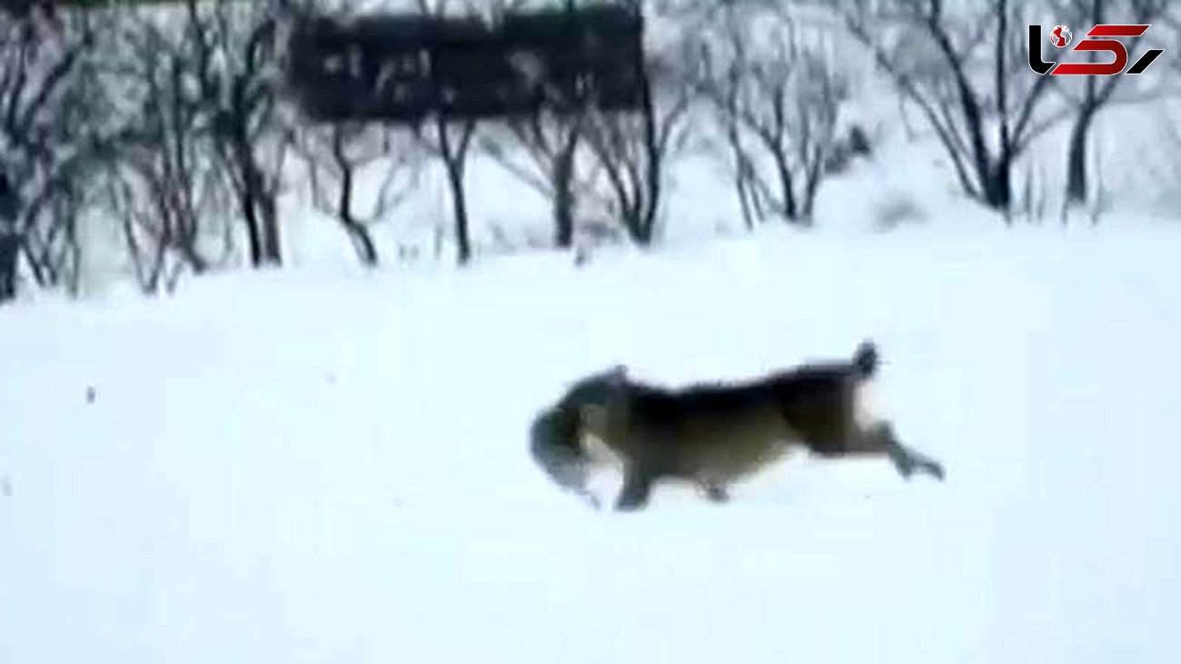 فیلم دیدنی حمله 4 گرگ به یک خرگوش بیخ گوش مردم! / خرمدره