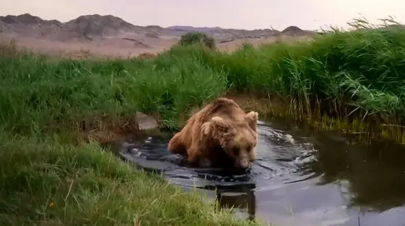 خرس گوبی پس از سال ها دیده شد