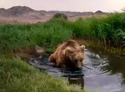 خرس گوبی پس از سال ها دیده شد