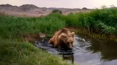 خرس گوبی پس از سال ها دیده شد