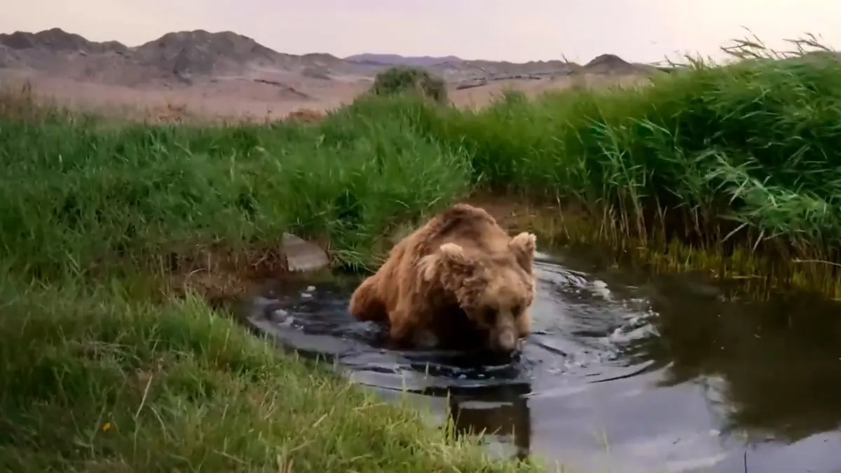 خرس گوبی پس از سال ها دیده شد