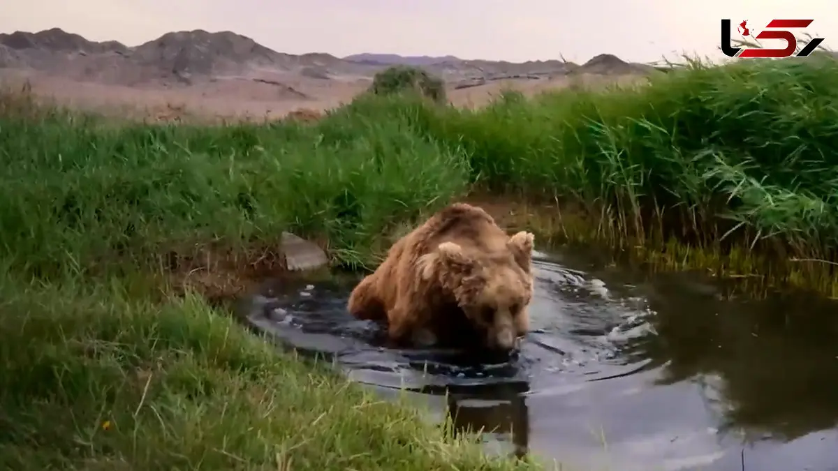 خرس گوبی پس از سال ها دیده شد