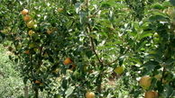 برداشت سیب گلاب از ۳۹۲ هکتار از باغ های استان قزوین