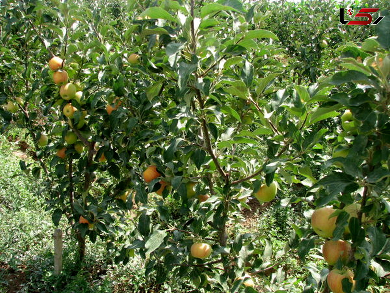 برداشت سیب گلاب از ۳۹۲ هکتار از باغ های استان قزوین