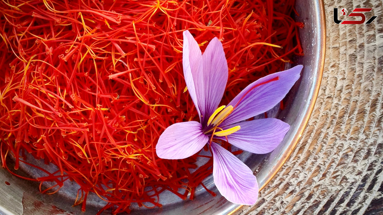۱۱۰۰ کیلوگرم زعفران در لرستان برداشت می‌شود