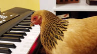 این خروس پیانو می زند + فیلم