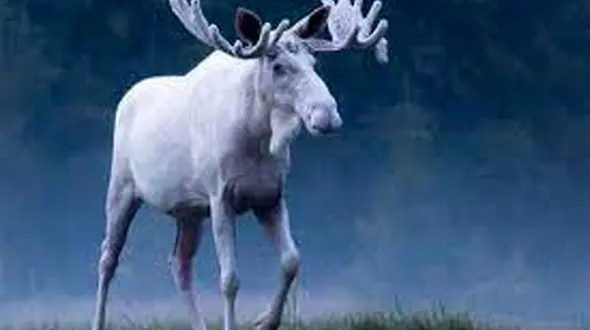 فیلم باورنکردنی از درخواست یک گوزن سفید از محیطبان /  نوازشم کن!