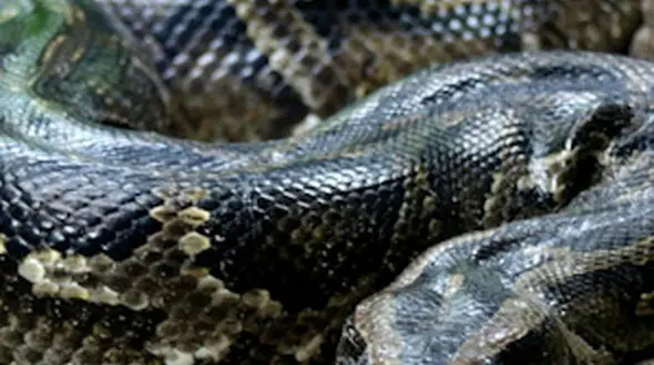 سرعت شکار عنکبوت تا مهارت بالا رفتن مار آناکوندا