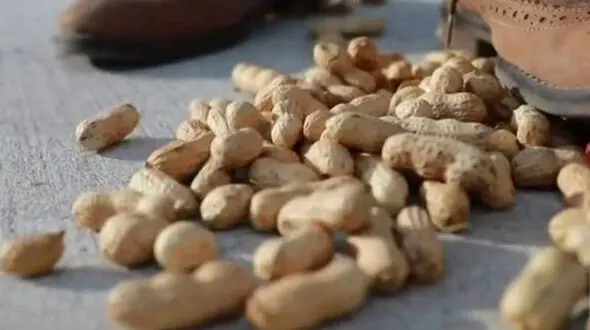 بادام زمینی روش شگفت انگیز  دزدان سریالی خانه های ویلایی ! + عکس