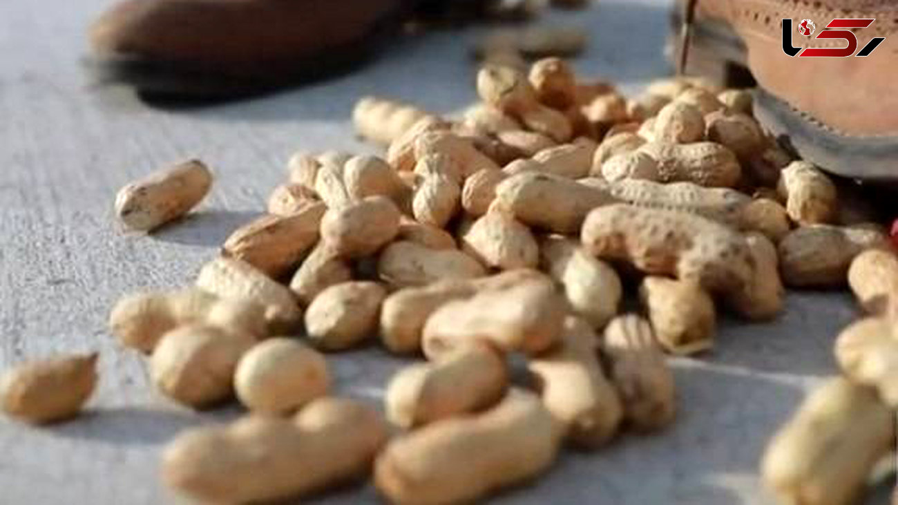 پیش بینی تولید ۳۶ هزار تن بادام زمینی در پارس آباد