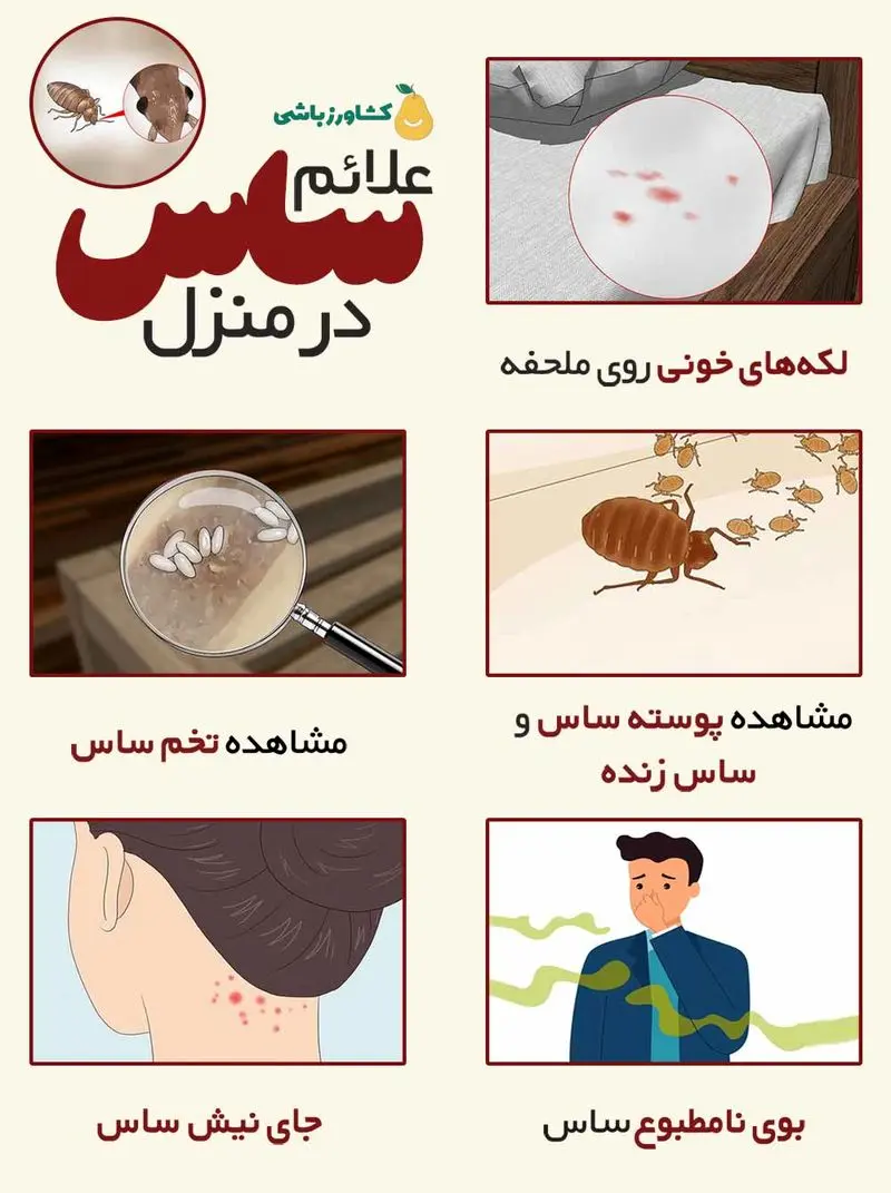 علائم ساس در منزل - شرکت سمپاشی ساس کشاورزباشی