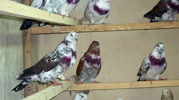 ببینید / حرکت عجیب راننده پراید؛ تبدیل ماشین به گنجه کبوتر! + فیلم