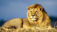 آخرین نبرد یک شیر شاه واقعی را تماشا کنید + فیلم شگفت انگیز