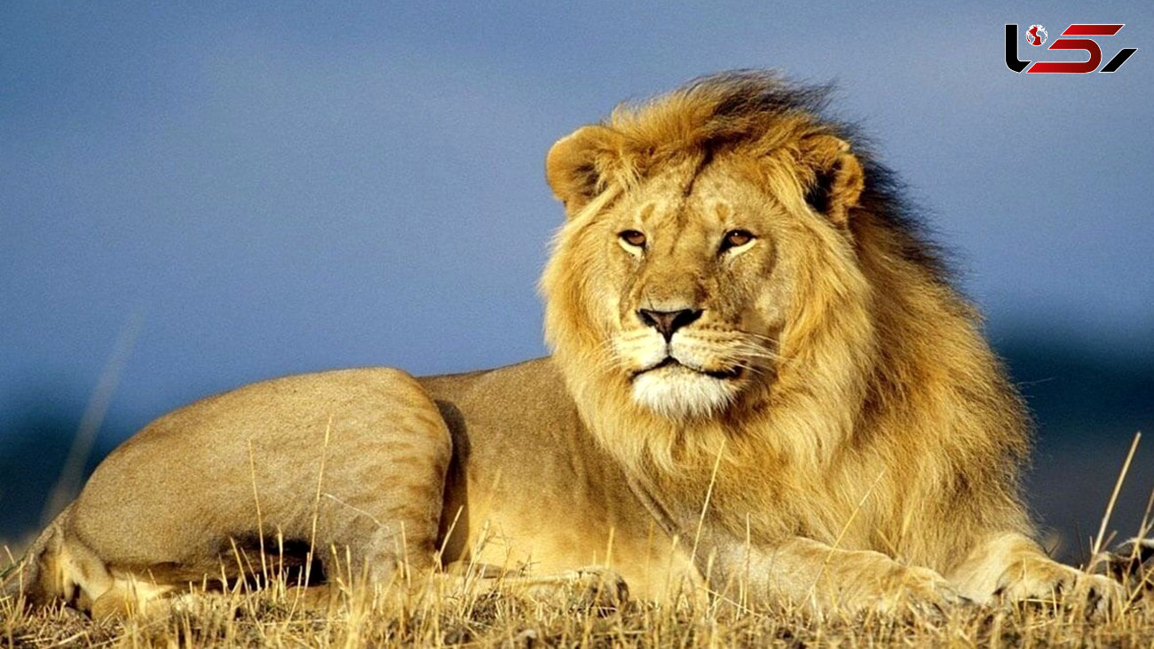 آخرین نبرد یک شیر شاه واقعی را تماشا کنید + فیلم شگفت انگیز